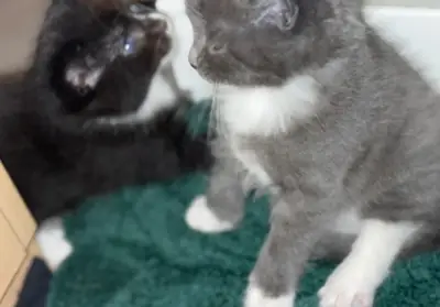 Güzel Nebelung Yavruları