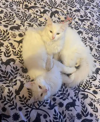 Gatitos Bosque de Noruega