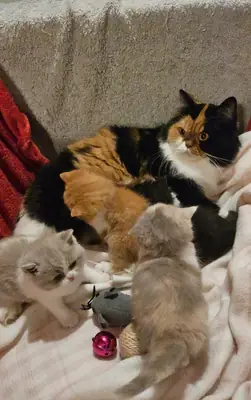 Düz Tüy Selkirk Rex Yavruları