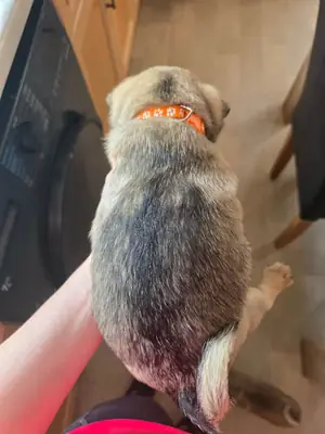 Cachorros de pug color arena (*fawn*)