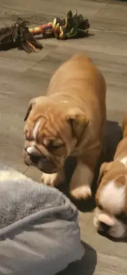 Cachorros de Bulldog Inglés muy arrugados