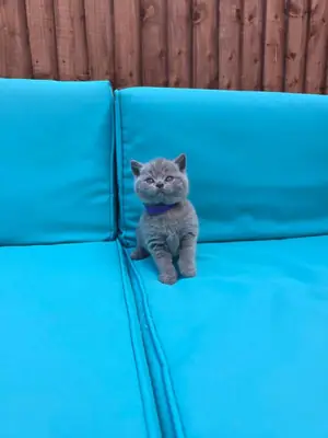 Gatitos British Shorthair azules (machos y hembras)