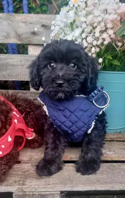 Adorables cachorros Cockapoo F1b