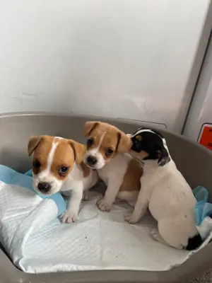 我有3只可爱的雄性杰克拉塞尔犬，准备好去新家。