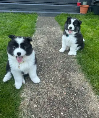 Hermosos cachorros de Samoyedo.