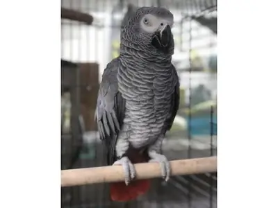 聪明友好的非洲灰鹦鹉寻找新家庭