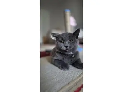 性格安静的英国短毛猫寻找稳定家庭