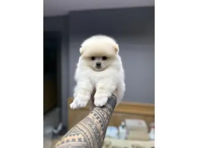 活泼的白色博美犬寻找关爱家庭