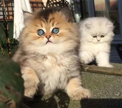 Chatons Persans de Pure Race