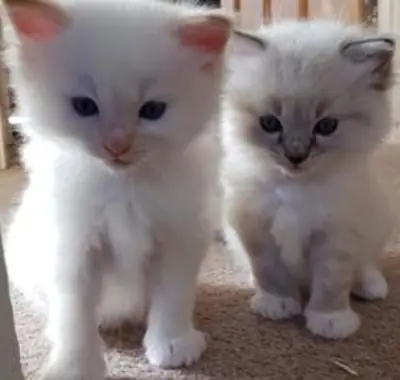 美丽的布偶猫小猫