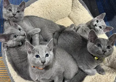 Котята Русская Голубая