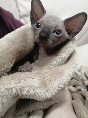 可供领养的斯芬克斯小猫
