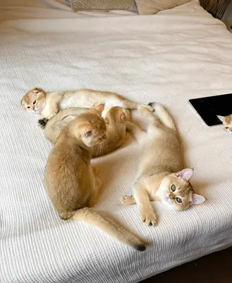 苏格兰直耳小猫