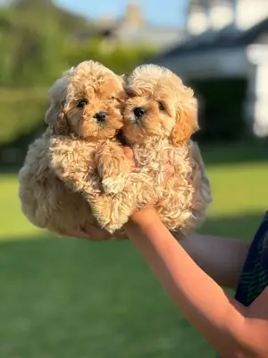 Camada espectacular de cachorros Cavapoo