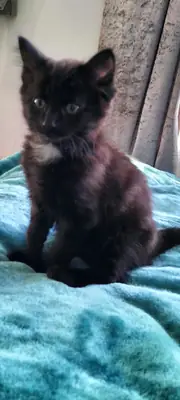 Toybob Kittens
