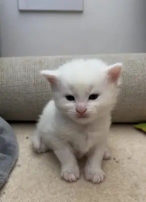 Turkish Angora Kittens