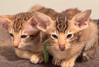 Котята Ориентал Шортхейр