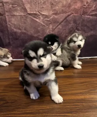 Mevcut Alaskan Malamute Yavruları