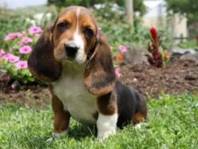 Preciosos Cachorros Basset Hound