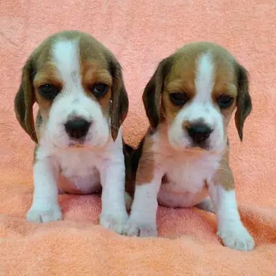 Adorables Cachorros Beagle
