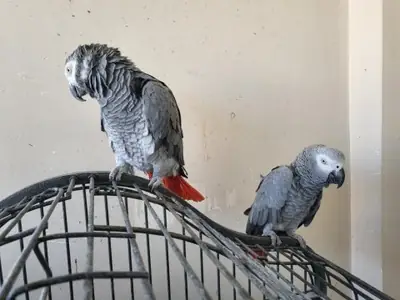温顺聪明的非洲灰鹦鹉寻找新的主人