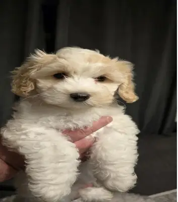 Bichón Frisé Yavruları