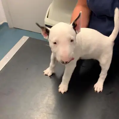Cachorros Bull Terrier