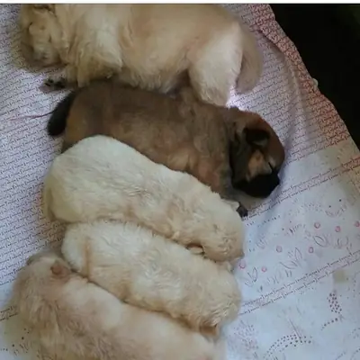 Hermosos Cachorros Chow Chow