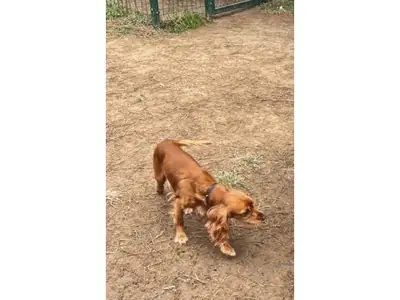 Очень дружелюбный кокер-спаниель ищет новый дом