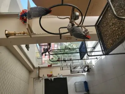 会安静陪伴人的非洲灰鹦鹉寻找新家庭