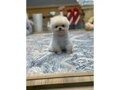 小型白色博美犬寻找新的主人