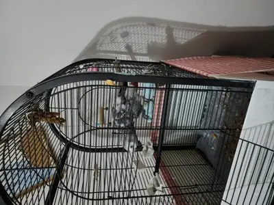 喜欢和人交流的非洲灰鹦鹉寻找新主人