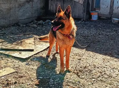 性格忠诚的德国牧羊犬寻找新家庭