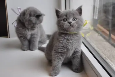 英国短毛猫公猫和母猫 联系邮箱 (nkeawoma@outlook.com)