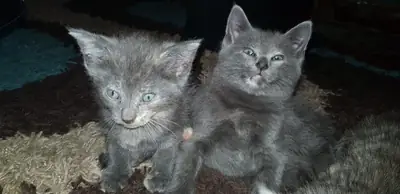 漂亮的俄罗斯蓝猫，小公猫和小母猫。