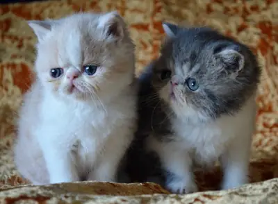 Chaton exotique très actif. Un mâle incroyable !