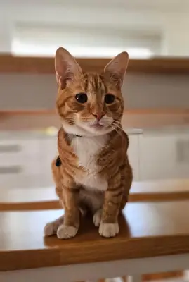 🐾 小猫准备领养 🐱❤️