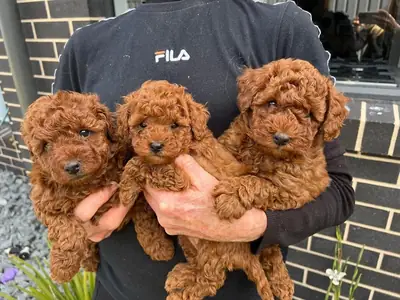 有两只关心的小型贵宾犬幼犬可供出售