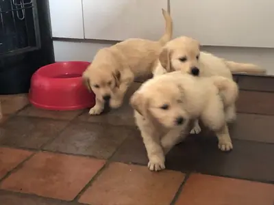 Cachorros Golden Retriever registrados en el Kennel Club