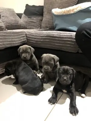 Cane Corso Puppies