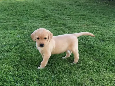 Cachorros de Labrador en busca de un nuevo hogar  