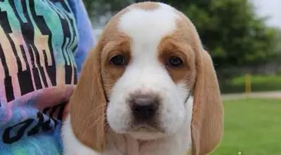 Perros y cachorros Basset Hound pelo corto para su adopcion