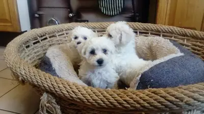 Pale Bichon Frise Köpekler ve Yavrular.