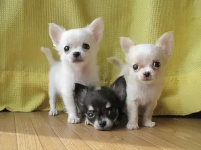 Precioso chihuahua macho busca nuevo hogar.