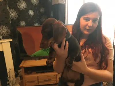 优秀的进口血统标准腊肠犬