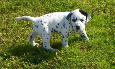 Chiens et chiots dalmatiens