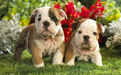 Akulo Bam Bam  bulldogs ingleses de la línea Shrinkabull