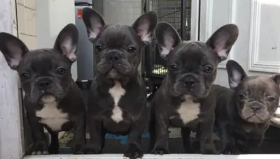 Isabella Merle erkek ve dişi Fransız Bulldogları, mükemmel kalitede Omaga'dan.