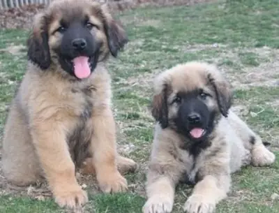 Leonberger dogs and puppies from Ekanje.