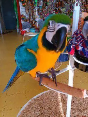 Blue & Gold Macaw Parrots Available Now
